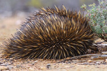 Echidna, Dryandra