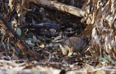 Numbat, Dryandra