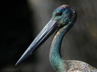Juvenile Jabiru- Darwin Australia