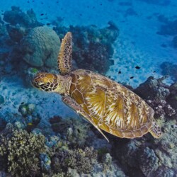 Turtle ,The Great Barrier Reef