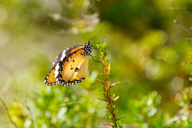 Monarch Butterfly (Danaus plexippus)