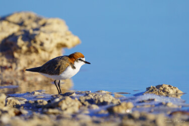 Red-capped plover (Charadrius ruficapillus), Rottnest Island