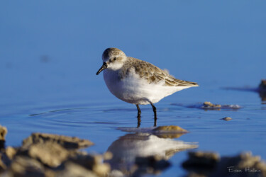 Red-necked stint (Calidris ruficollis), Rottnest Island