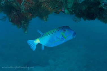 Yellow Boxfish, Ostracion cubicus, Exmouth Navy Pier