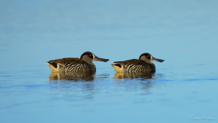Pink-eared Duck
(Malacorhynchus membranaceus)