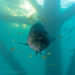 The BFG, Exmouth Navy pier