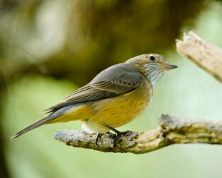 Female Rufous Whistler (Pachycephela rufiventris)