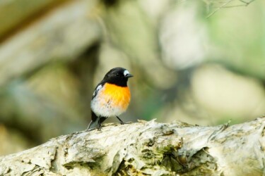 Scarlet robin (Petroica boodang)