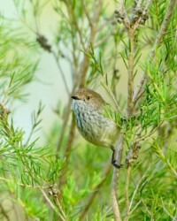Female Rufous Whistler (Pachycephela rufiventris)