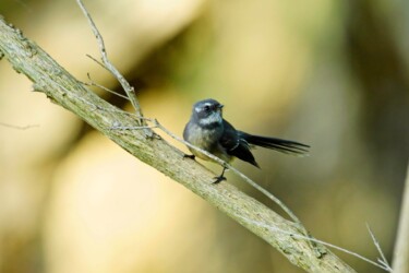 Grey fantail (Rhipidura albiscapa)