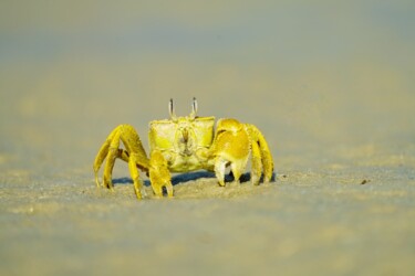 Golden ghost crab (Ocypode convexa)