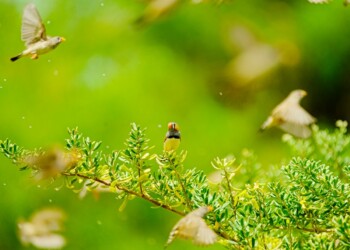 Zebra finch (Taeniopygia guttata)