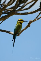 Rainbow Bee-eater (Merops ornatus)