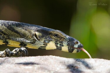 Lace monitor (Varanus varius), Killcare NSW