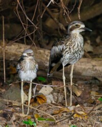 Bush stone curlew, Palm Cove