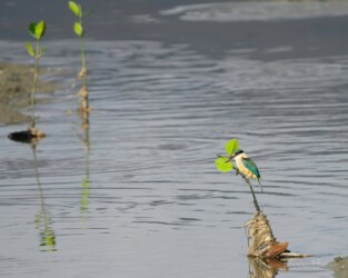 King Fisher - Cairns