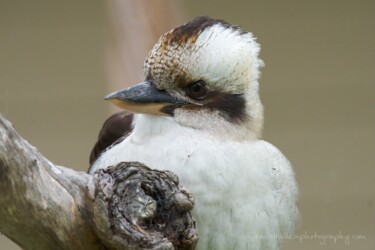 Kookaburra