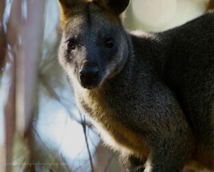 Swamp wallaby (Wallabia bicolor), Bouddi National Park Swamp wallaby