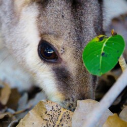 black-flanked rock-wallaby (Petrogale lateralis), Cape Range National Park.
