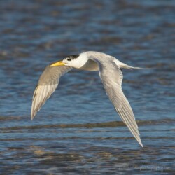 Immature Great Crested Tern - Shark Bay