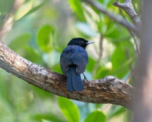 Male shining flycatcher (Myiagra alecto)