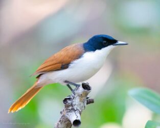 Female shining flycatcher (Myiagra alecto)