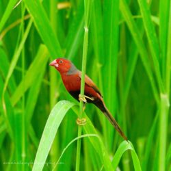 Crimson Finch, Darwin