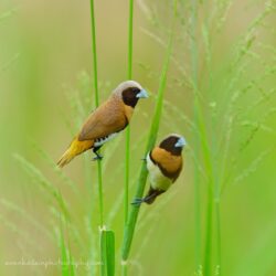 Chestnut-breasted mannikins, Darwin.