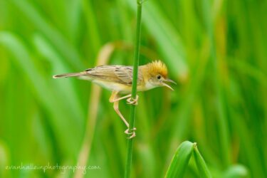 Golden-headed Cisticola, Darwin