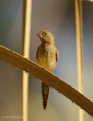 Crimson finch