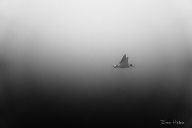 Gizo, Solomon Islands