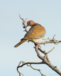 Laughing Dove