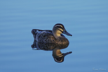 Pacific Black Duck (Anas superciliosa)