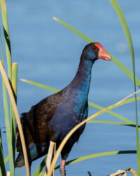 Purple Swamphen. (Porphyrio porphyria)