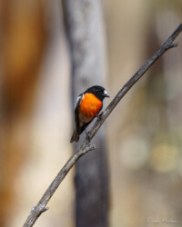 Scarlet robin (Petroica boodang), Dryandra Woodland