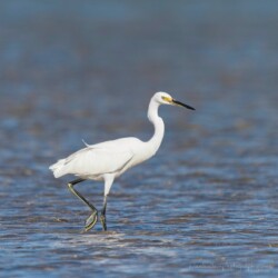little egret, Denham WA