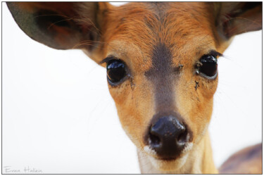 Cape bushbuck (Tragelaphus sylvaticus), Letaba restcamp, Kruger National Park, South Africa.
