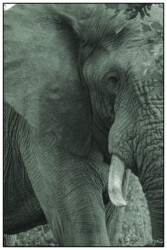 African elephant (Loxodonta africana), Kruger National Park, South Africa.