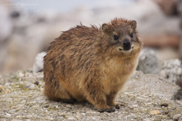Rock hyrax (Procavia capensis) At Betty’s Bay, South Africa.