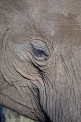 African elephant (Loxodonta africana), Pilanesberg National Park, South Africa