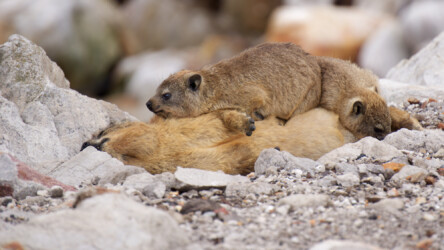 Rock hyrax (Procavia capensis) At Betty’s Bay, South Africa.